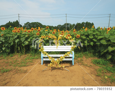 [Chiba] Narita Dream Ranch Sunflower Maze 78035932