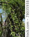 A-bombed tree "Weeping willow on the west side of youth center" in HIROSHIMA 78035938
