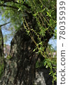A-bombed tree "Weeping willow on the west side of youth center" in HIROSHIMA 78035939