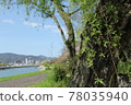 A-bombed tree "Weeping willow on the west side of youth center" in HIROSHIMA 78035940