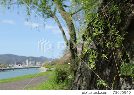 A-bombed tree "Weeping willow on the west side of youth center" in HIROSHIMA 78035940