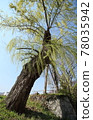 A-bombed tree "Weeping willow on the west side of youth center" in HIROSHIMA 78035942