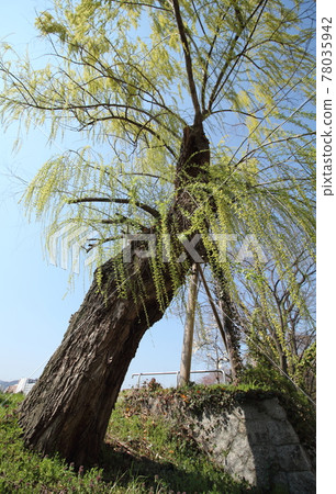 A-bombed tree "Weeping willow on the west side of youth center" in HIROSHIMA 78035942