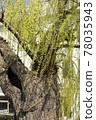 A-bombed tree "Weeping willow on the west side of youth center" in HIROSHIMA 78035943