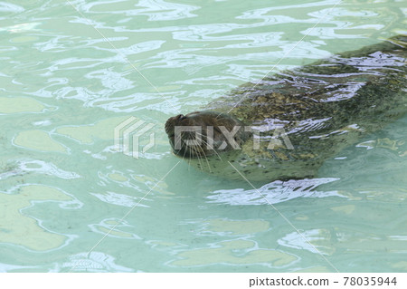 Omuta City Zoo Seal, Omuta City Zoo Seal, 78035944