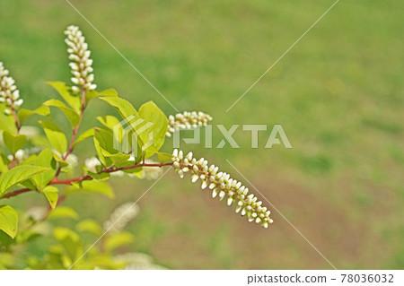 Virginia sweetspire white flowers Virginia sweetspire white flowers 78036032