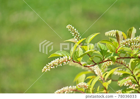 弗吉尼亞甜尖白花 78036033