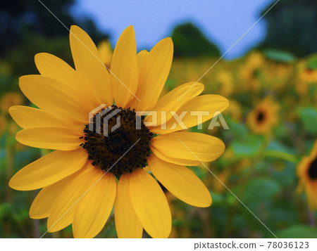 [Kanagawa] Yokosuka Nagai Uminote Park Sunflower Sunflower on Soleil Hill 78036123