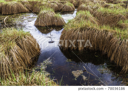 Fluffy Beautiful Grass Peat Bog at Blue Swamp Lake Water Fluffy Beautiful Grass Peat Bog at Blue Swamp Lake Water 78036186