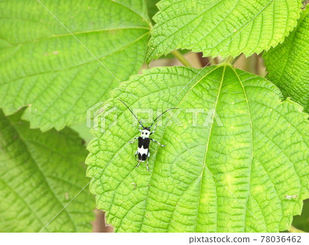 Paraglenea fortunei (insects) on the leaves of ramie Paraglenea fortunei (insects) on the leaves of ramie 78036462