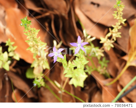 Triodanis biflora (wild grass) Triodanis biflora (wild grass) 78036471