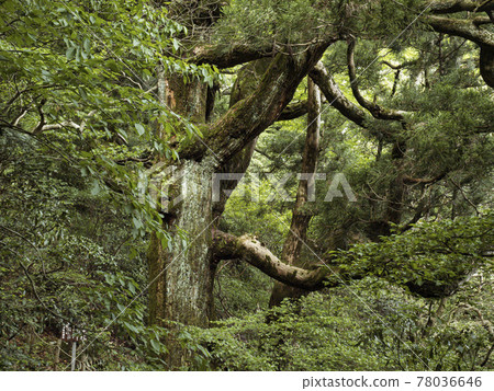 [Ibaraki] Mt. Tsukuba's giant tree, Shihosugi 78036646