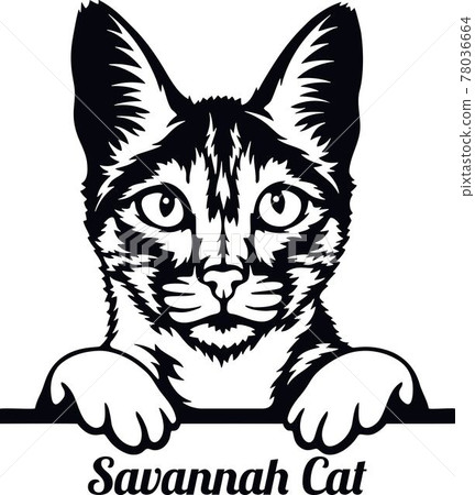 Savannah Cat - Cat breed. Cat breed head isolated on a white background 78036664
