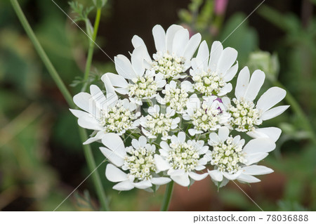 春天花園裡的白色奧爾利亞 春天花園裡的白色奧爾利亞 78036888