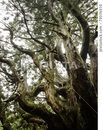 【富山巨樹】立山杉天然紀念物中村大杉 78036938