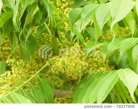 Hazel tree flowers Hazel tree flowers 78037000
