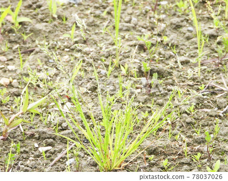 Poa annua (wild grass) 78037026