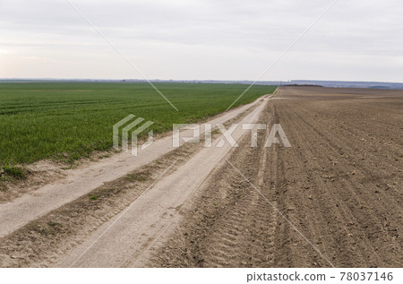 Field of young green wheat seedlings. Sprouts of young barley or wheat that have sprouted in the soil. Close up on sprouting rye on a field. Sprouts of rye. Agriculture, cultivation. 78037146