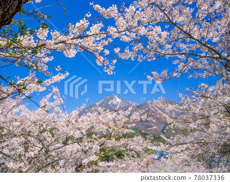 Mt. Bandai with snow peeking through between the cherry blossoms in full bloom (Kamegajo Park, Inawashiro, Fukushima) 78037336