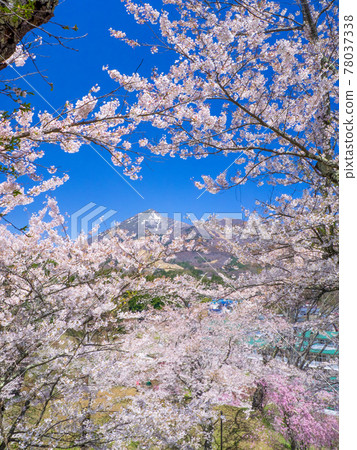 在盛開的櫻花間透雪的萬代山(龜城公園、豬苗代、福島) 在盛開的櫻花間透雪的萬代山(龜城公園、豬苗代、福島) 78037338