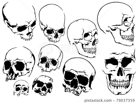 Set of 10 Black and White Human Skulls Set of 10 Black and White Human Skulls 78037359