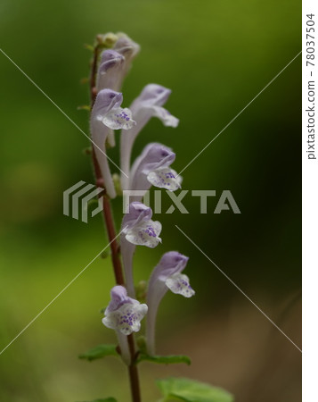 Scutellaria indica in early summer Scutellaria indica in early summer 78037504