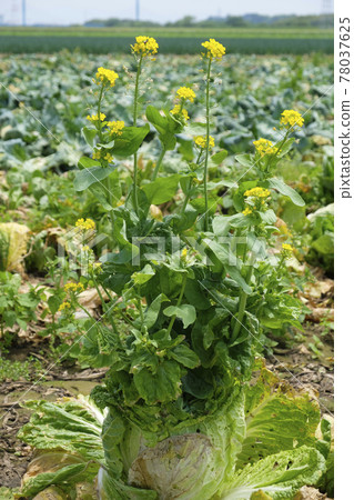 初夏田間白油菜花開 照片素材 圖片 圖庫