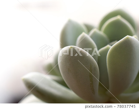 Succulent plant stonecrop, fresh leaves detail of Sedum clavatum Succulent plant stonecrop, fresh leaves detail of Sedum clavatum 78037745