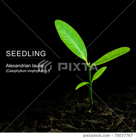 Bud leaves of young plant seeding in black background Bud leaves of young plant seeding in black background 78037767