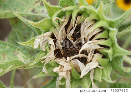 Withered sunflower Withered sunflower 78037815