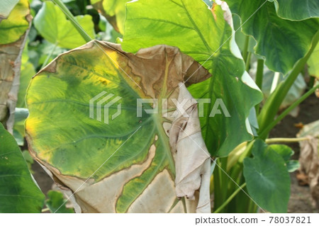Withered taro leaves Withered taro leaves 78037821