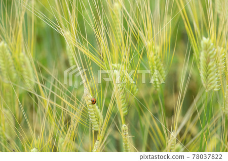 Ladybugs in wheat fields in early summer 78037822