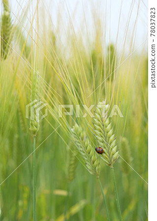 Ladybugs in wheat fields in early summer Ladybugs in wheat fields in early summer 78037823