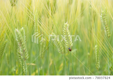 Ladybugs in wheat fields in early summer Ladybugs in wheat fields in early summer 78037824