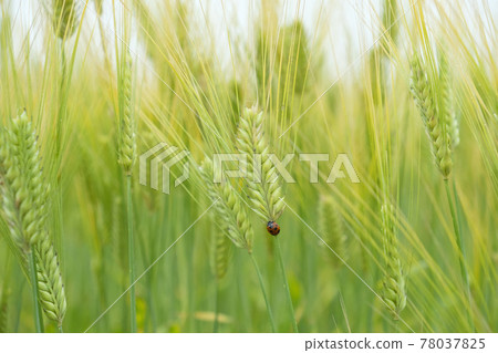 Ladybugs in wheat fields in early summer Ladybugs in wheat fields in early summer 78037825