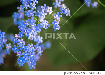 bright blue flowers forget-me-not on the background of leaves 78037839