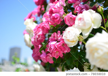 城市玫瑰園中的玫瑰 城市玫瑰園中的玫瑰 78038010