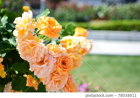 Orange roses in an urban rose garden Orange roses in an urban rose garden 78038011