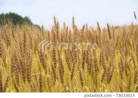 初夏小麥金穗 78038023