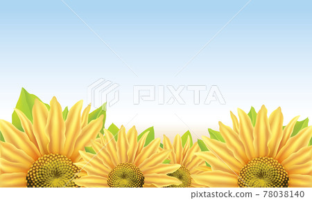 Vector background with large flower of sunflower Vector background with large flower of sunflower 78038140