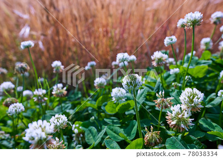 Flowering clover 78038334