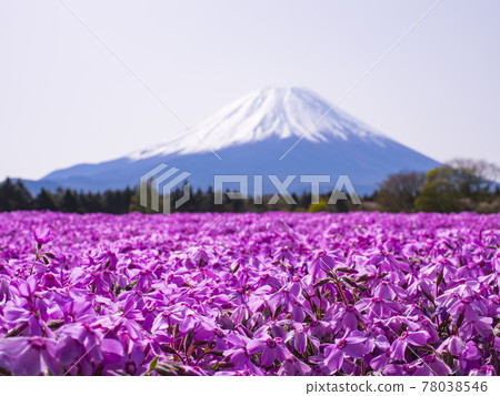 [Yamanashi] Mt. Fuji and moss phlox 78038546