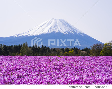 [Yamanashi] Mt. Fuji and moss phlox 78038548