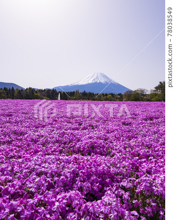 [山梨]富士山和苔蘚福祿考 78038549