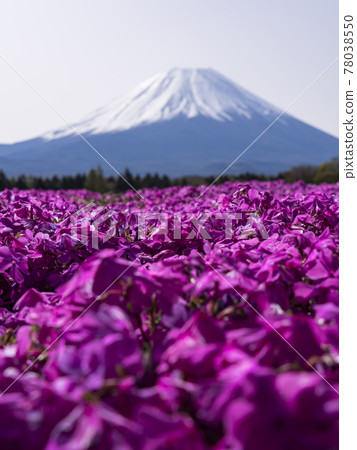 [山梨]富士山和苔蘚福祿考 78038550