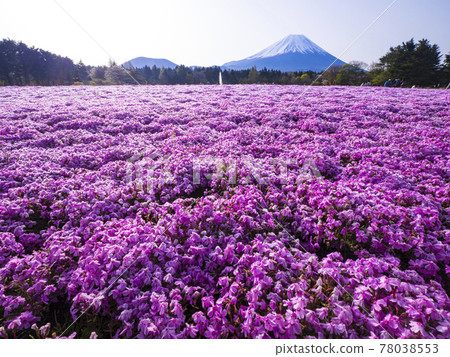 [山梨]富士山和苔蘚福祿考 78038553