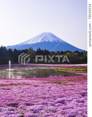 [山梨]富士山和苔蘚福祿考 78038554