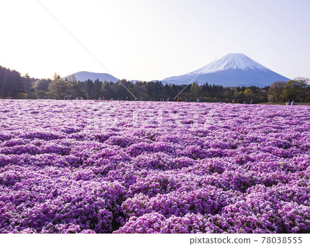 [山梨]富士山和苔蘚福祿考 78038555