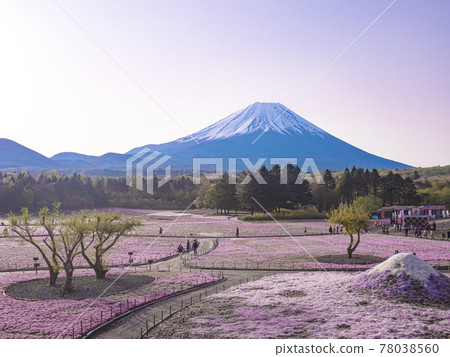 [Yamanashi] Mt. Fuji and moss phlox in the morning 78038560
