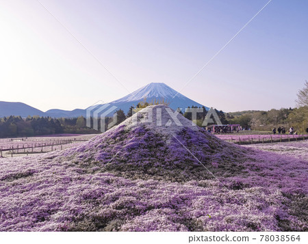 [山梨] 早上的富士山和苔蘚福祿考 78038564